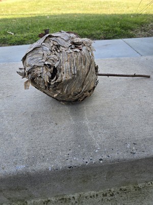 Genuine Hornets Nest On BranchTaken After Nest Was Vacated, Just Recently