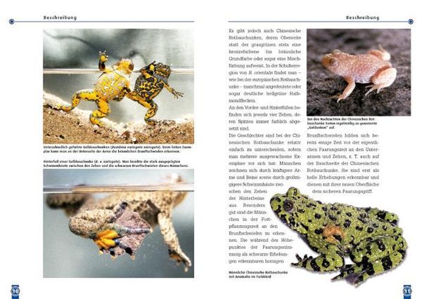 Thumbnail - Die Chinesische Rotbauchunke