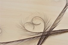 Colourful Curled Feathers for Fascinator and Millinery Party Hat Embellishment