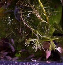 Hornwort Coontail long propagated stems 10-13 Stems Live Aquarium Plants