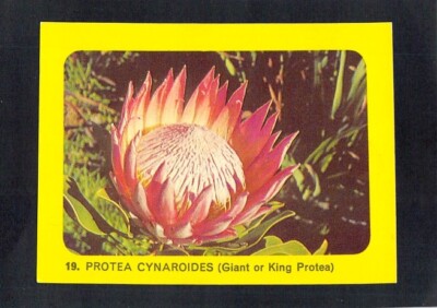 Y5818 African Safari 1965 Card #19 Protea Cynaroides