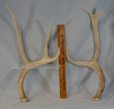 Excellent Quality Natural Shed White Tail Deer Antler 3 Point 14-15'' Long Side