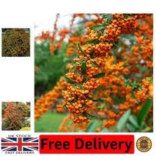 Vibrant Pyracantha 'Orange Glow' Hardy Evergreen Shrub in 9cm Pot for Gardens