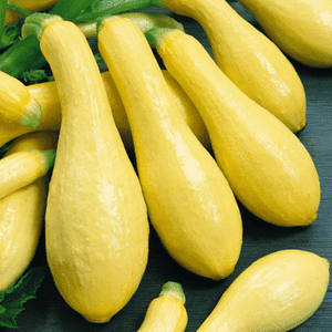 20 Organic Black Zucchini Summer Squash Seeds Everwilde Farms Mylar Packet 20 Organic Black Zucchini Summer Squash Seeds Everwilde Farms Mylar Packet