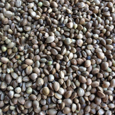 Hanf für Futterzwecke Vogelfutter von Paul's Mühle