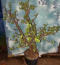 Bonsai Dwarf Jade Portulacaria Afra 22" Tall Great Shohin Style Small Leaves