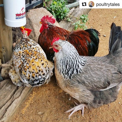 Chicken Feeder & Drinker Set + 2 Litre Drinker / Chook Waterer / Poultry Coop - Picture 6 of 10