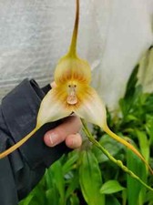 Rare Dracula gigas xanthina orchid plant FS / Monkey face orchid  not in bloom