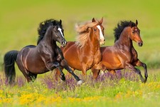 62973 WILD HORSES Wall Decor Print Poster