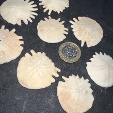 Premium X2 Echinoid Fossil Sea Urchins Sand Dollar Heliophora Pliocene Morocco