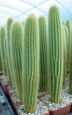 Weberbauerocereus johnsonii, columnar cacti outdoor garden cactus seed 20 SEEDS