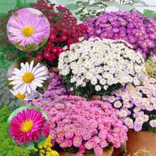 Aster Wurzelnackte Pflanzen - Mix aus 5 Sorten - 10 stück - Mehrfarbig