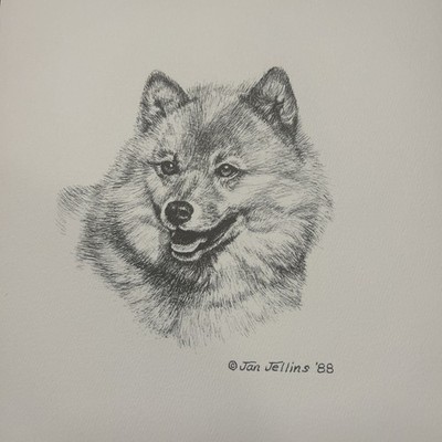 Finnish Spitz Vintage Print By Jan Jellins 8 X10