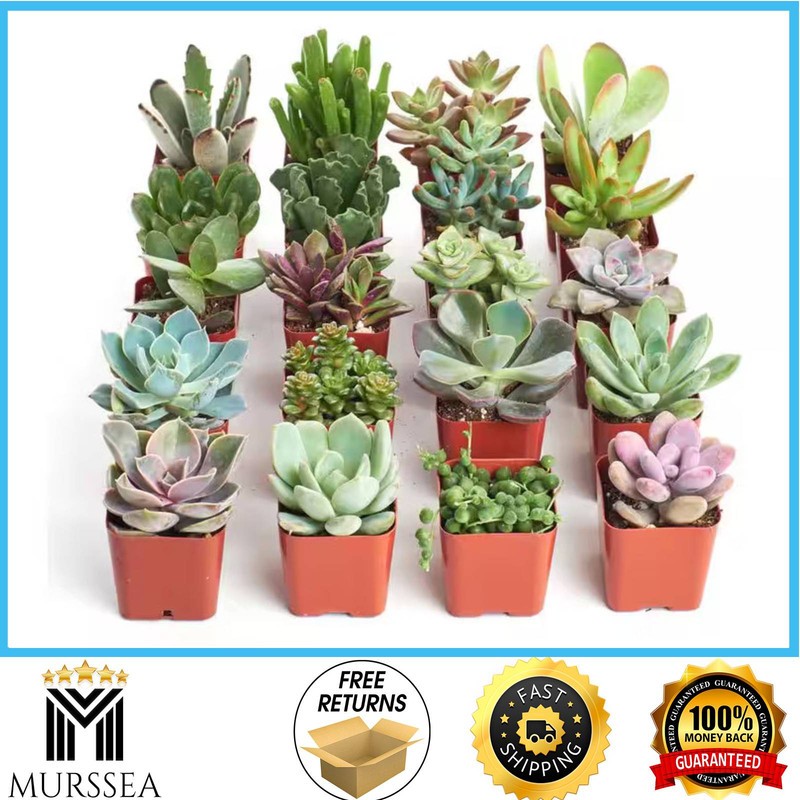Shop Succulents 2 in Unique Succulent Collection Live House Plants 20-Pack  U20 | eBay
