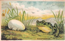 Miss A A Terrill Hair Goods Morrisville VT EGGSPECTATION Frog Vict Card c1880s