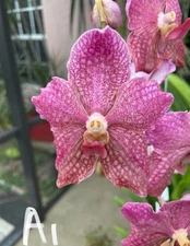 Vanda Rinka a1. Large division exact flower