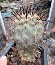 Copiapoa cinerea WYSIWYG Boutique Self Rooted Copiapoa cinerea WYSIWYG Boutique Self Rooted - Image 1