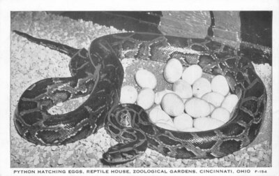 Cincinnati Ohio Python Eggs Zoological Gardens #F-154 Postcard Reptile 20-10017