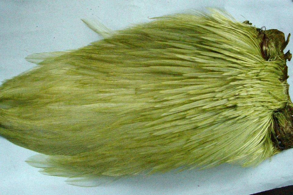 Cou coq Indien OLIVE CLAIR montage mouche seche mosca fly tying rooster neck dry