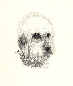Antique Dandie Dinmont Terrier Print 1935 Wardle Art Bellmead Kennels CFW 5764e