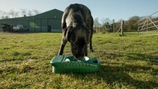 Footbowl - Porta Bowl. Dog water travel drinking bowl & carrier. Large capacity.