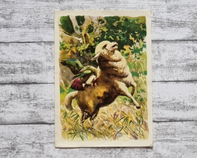 Kea Papagei Schaf Neuseeland Sanella Bild 100 Sammelwerk Australien Werbung alt