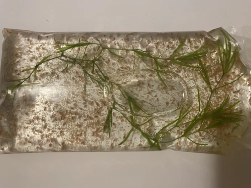 100+ Live Daphnia (Live Aquarium Food) Free Shipping