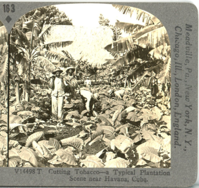 keystone tobacco CUBA, Cutting Tobacco on a Plantation Near Havana--Keystone Rare 1200 Set  #163