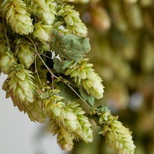 Slim Dried Hop Bines Direct From Farm | Delivery Included