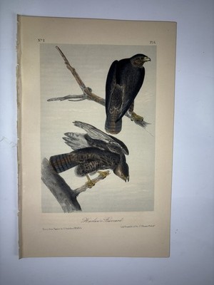 Audubon 'Harlan s buzzard' Print - ORIGINAL 19c Octavo Lithograph, Ornithology