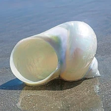 Large White Jade Turbo Natural Conch Hermit Crab Seashell Real Shell 2-2.5"