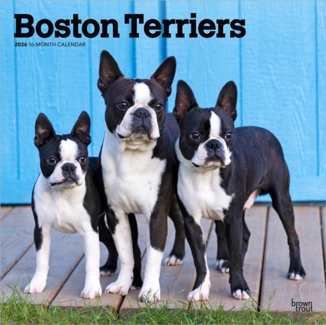 Boston Terriers 2026 - 16-Monatskalender: Original BrownTrout-Kalender [Mehrsprachig] [Kalender] - Image 2