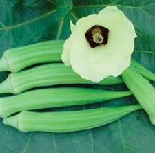 50 Okra Seeds - (Abelmoschus esculentus) HEIRLOOM, NON GMO - USA Seller
