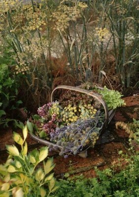 386461 Basket of Herbs Salad Produce in Kitchen Garden ROOM PRINT POSTER US
