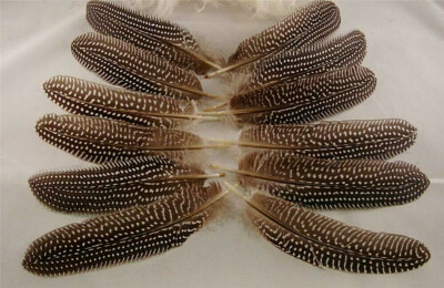 Pheasant Guinea Wing Feathers - 5-7'' - 12 Pcs. - B Quality 