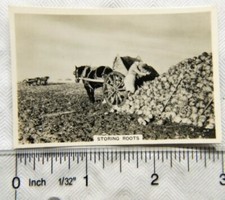 1938 Senior Service Our Countryside 31 Storing Roots