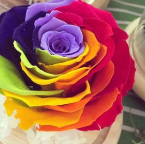rainbow rare rose card Darkness Ablaze 196/189 GMA 8 Rainbow NM-MT : Everything Else Our throw pillows are made from 100% spun polyester poplin fabric and add a stylish statement to any room Trainer Rose 196/189 Rainbow Secret