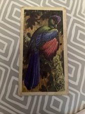 Brooke Bond Trading Card Tropical Birds No #9 Purple-Crested Turaco