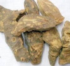Chopchini ,Smilax china ,Sarsaparilla, China root 100 Original Herb- FREE SHIP
