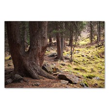 Postereck 1239 Poster Leinwand Kiefer Wald, Landschaft Natur Baum Steine Wandern