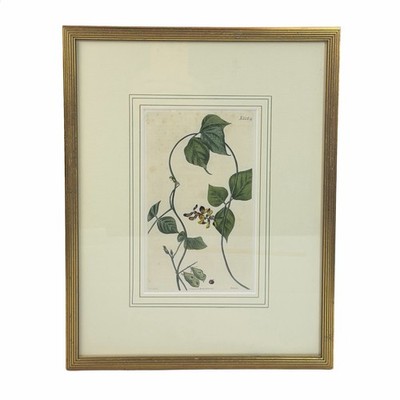 J. Curtis Botanical Magazine Flower Climber Hand Colored Engraving Circa 1821 ￼