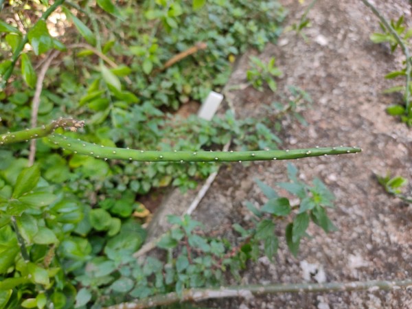 Opuntia salmiana 10cm