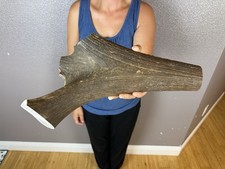 1 Huge JUMBO Whole Elk ANTLER Dog Chew SALE SELECT MASSIVE COLOSSAL BIG 16