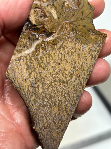 Dinosaur Bone Fossil slab for Cabbing Lapidary Collecting - Picture 4 of 7