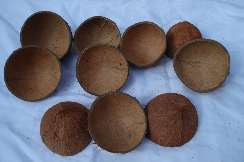 10 Stk Aquarium Kokosnuss-Schale als Höhle für Aquarien und Terrarien 8-10 Cm - Bild 2 von 2