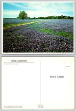 Vintage Texas Bluebonnets Postcard - Frank Whaley Plastichrome Scenic View