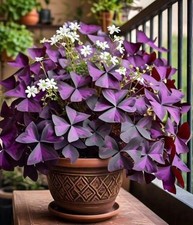 5 x Oxalis Triangularis purpurea bulbs. Purple Butterfly House Plant Shamrock