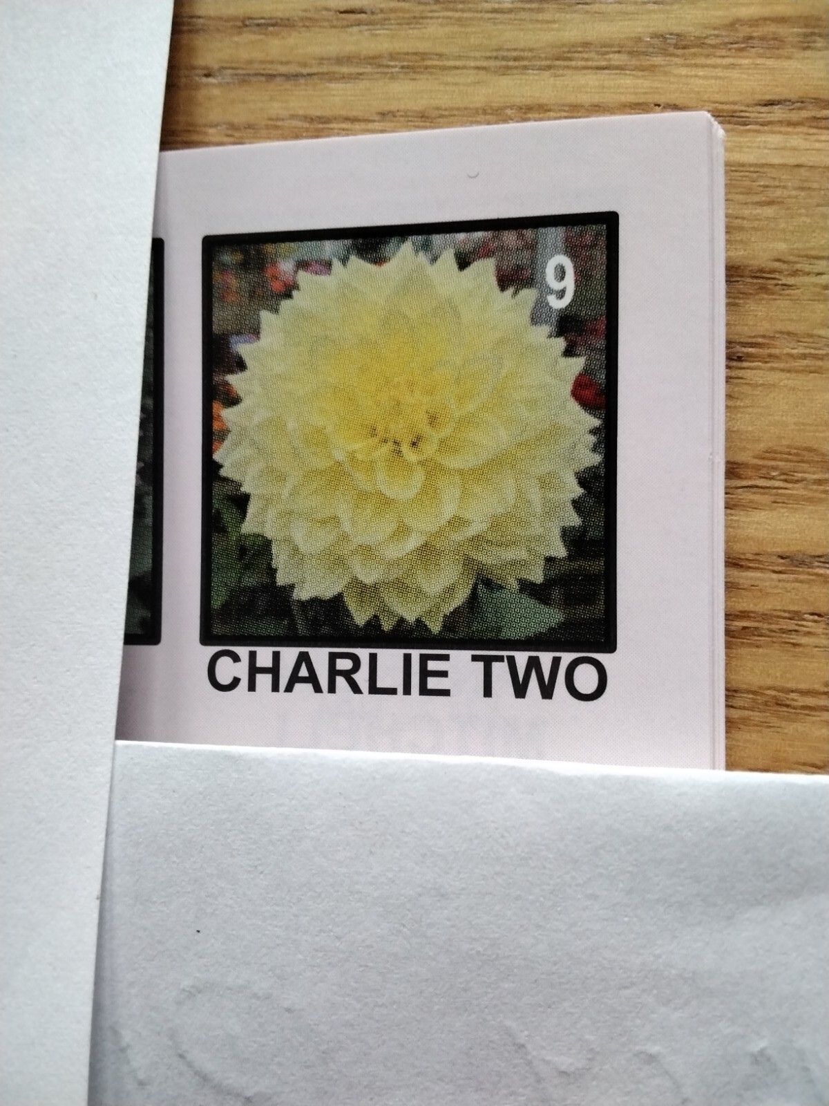 3 X Charlie Two Dahlia Tubers eBay