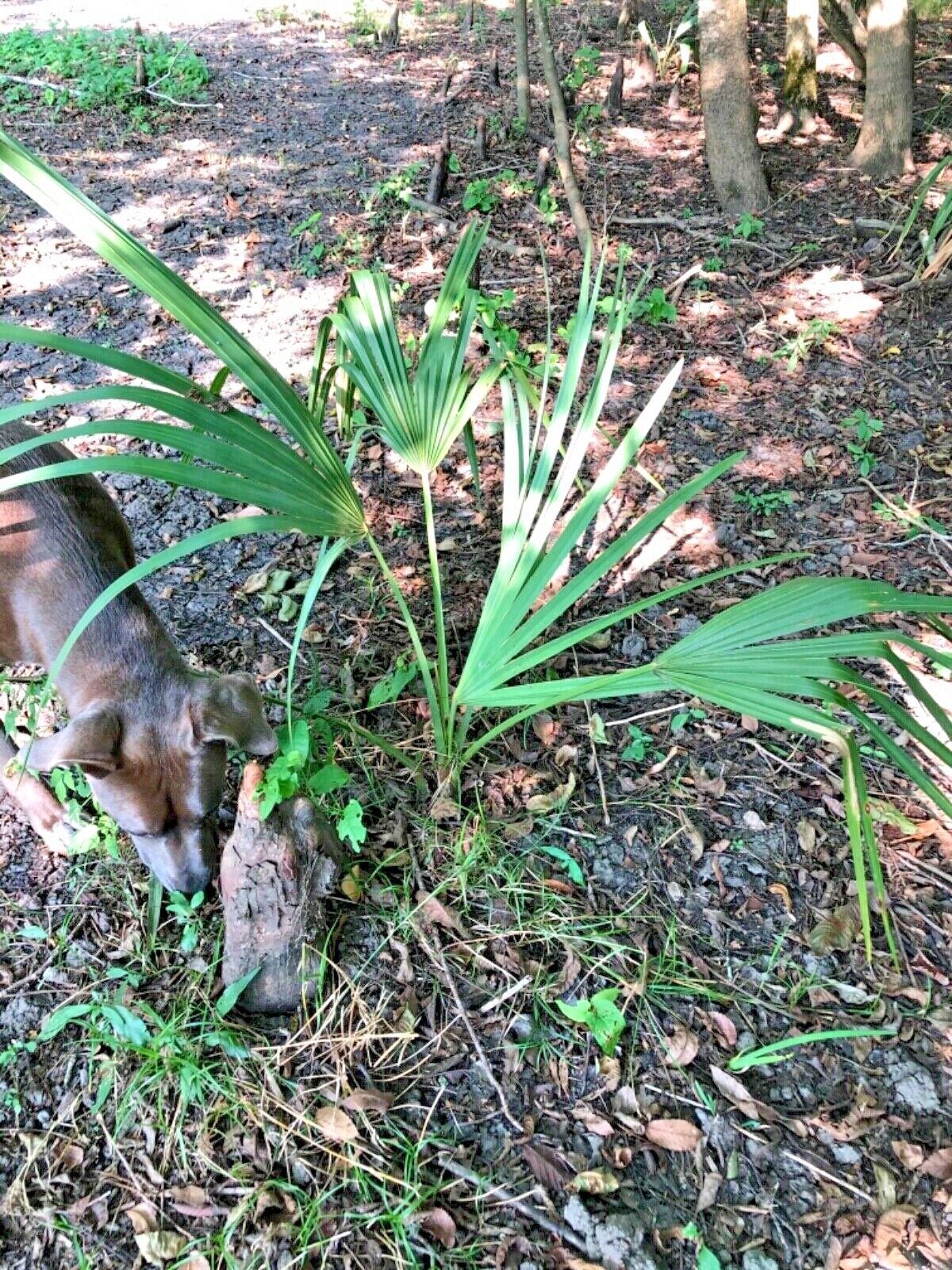 Image 1 - 2-3 FT SABAL MINOR PALM palmetto HEALTHY Louisiana native plant live