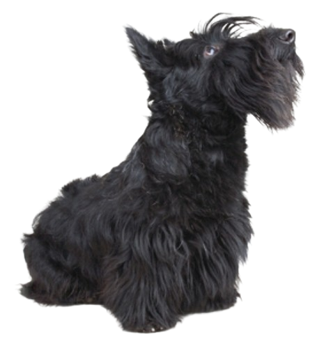 SCOTTISH TERRIER - Etiquetas de dirección de devolución - 1" x 2 5/8" - Personalizadas - Imagen 16 de 23